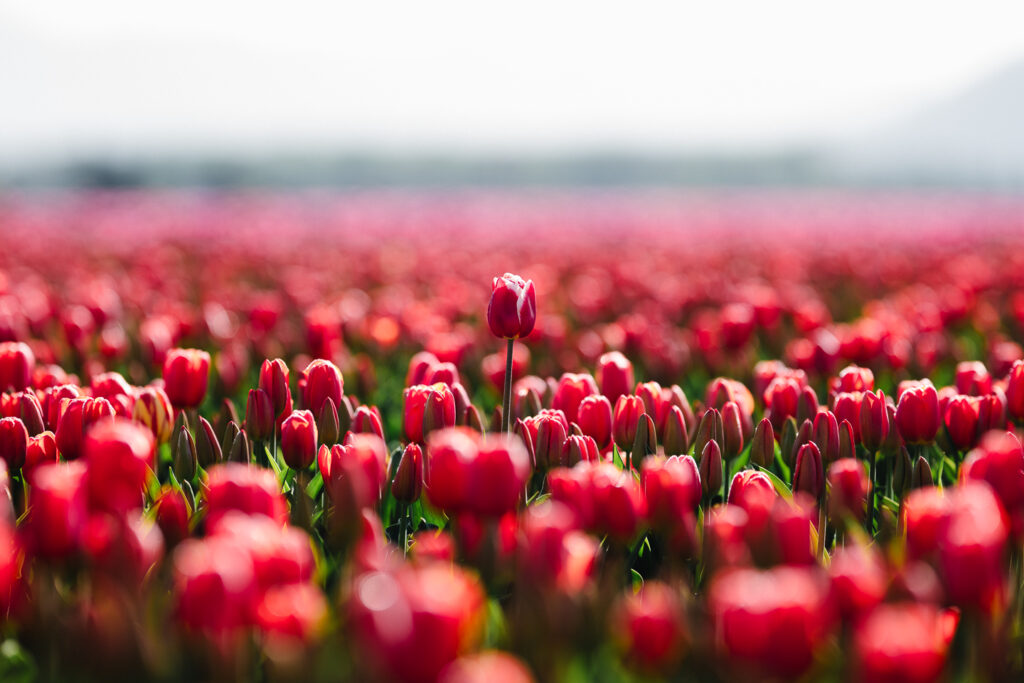 Skagit Valley Tulip Festival Roozengaarde Farms